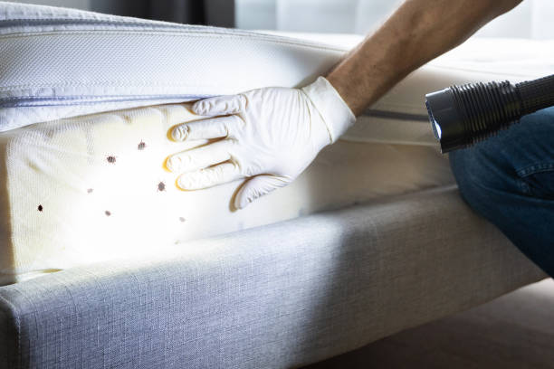Best Emergency Pest Control  in Bridgeport, TX