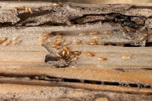 Best Emergency Pest Control  in Bridgeport, TX