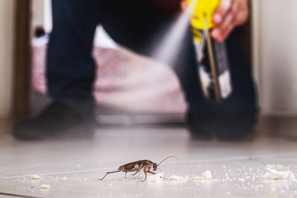Best Termite Control Services  in Bridgeport, TX