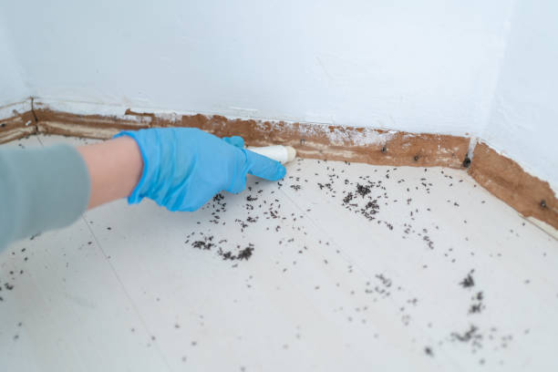 Best Exterminator Services  in Bridgeport, TX